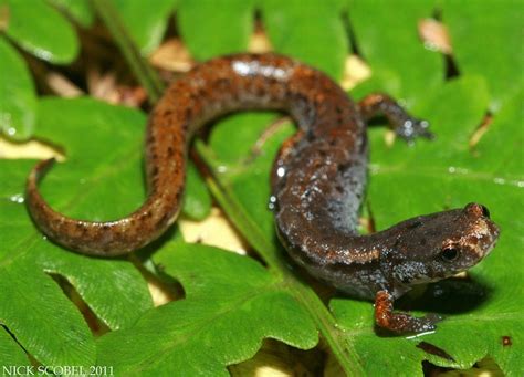 7 best Lizard, Salamander, Newt, & Mudpuppy Herping images on Pinterest ...