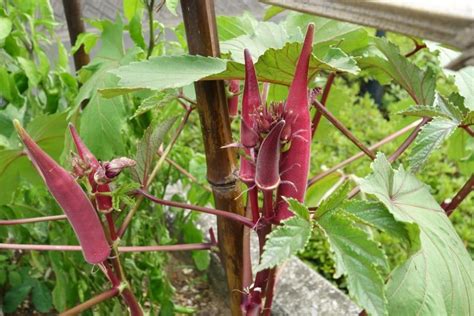 Havesting Okra Tips To Picking Like A Pro