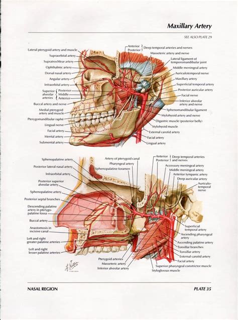 Netter Head And Neck Anatomy Gallery Human Muscle Anatomy Human Body