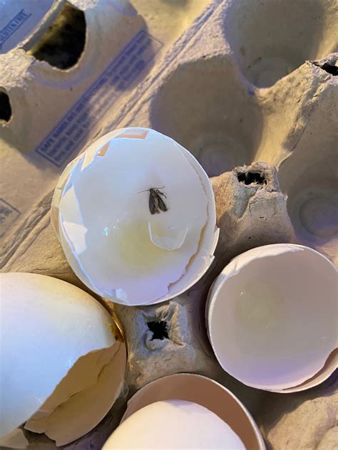 Y’all…New Years mystery. Need answers. Cracked open an egg today, found