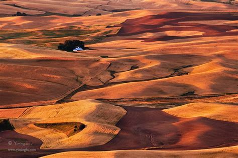 Rolling Hills Of Golden Wheat Field In Early Morning Washington Usa