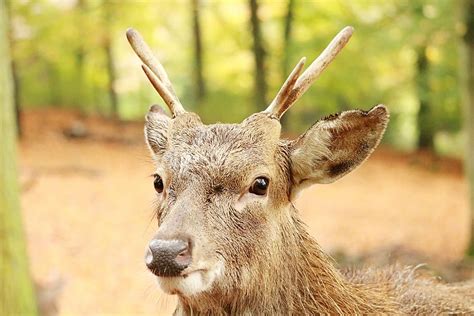 naturaleza mundo animal mamífero animal Hirsch salvaje piel