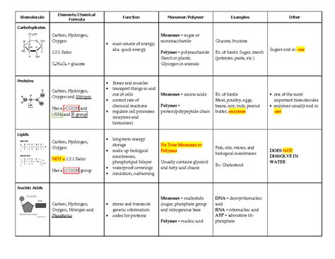 Biomolecules Chart Pdf Off Yakimankagbu Ru