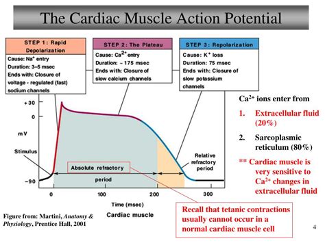 Cardiac Action Potential Phases