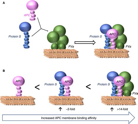 Anticoagulant Protein S—new Insights On Interactions And Functions