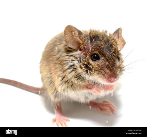 House Mouse Mus Musculus White High Resolution Stock Photography And