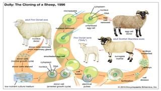 cell cloning therapeutic  reproductive cloning pptx