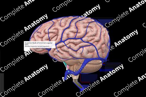 Superior Bulb Of Internal Jugular Vein Complete Anatomy