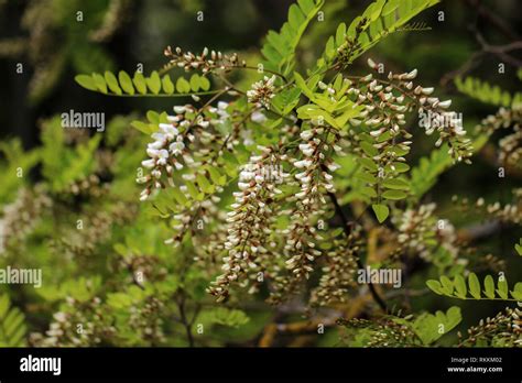 Robinie planta Acacia Negra Robinia pseudoacacia flores Fotografía