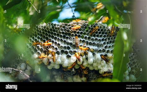 Hexagonal Cells With Larva Of Common Yellow Wasp Or Ropalidia Marginata Exposed Center Of Wasp