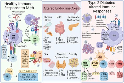 Frontiers Interplay Between The Immune And Endocrine Systems In The