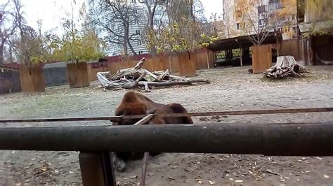 ЗООПАРК Київ - YouTube