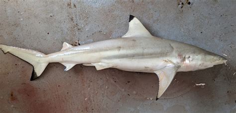 shark blacktip reef ikijime