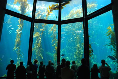 🔥 [50+] Monterey Bay Aquarium Wallpapers | WallpaperSafari