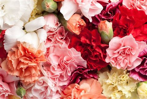 Carnations Carnations Flowers Floral Wreath