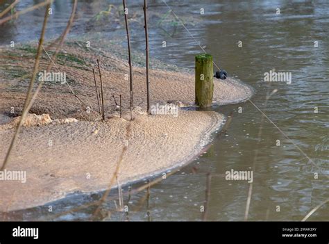 Lower Shiplake Oxfordshire Uk Th January Pollution And Plant