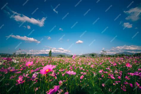 Premium Photo | Pink Cosmos Flower