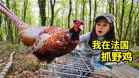 在法国抓野鸡，一个笼子一把鸟食就能成功，森林猎人就是我 山鸡 狩猎 户外 田园 法國 美食 Youtube