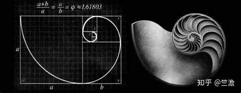 神奇的黄金分割方法——斐波那契，你对此了解多少 知乎