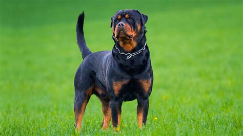 7 Best Guard Dog Breeds With Shortest Lifespan Vegan