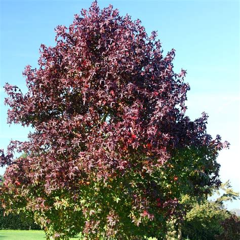 Buy Sweet Gum Worplesdon Syn Liquidambar Worplesdon