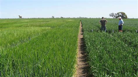 Grdc Invested Nvt Assists Growers To Optimise Cropping Profitability