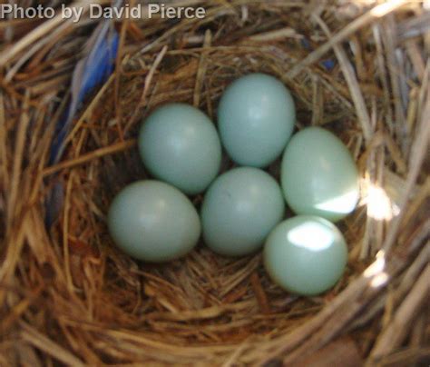 Western Bluebird East Cascades Bird Alliance