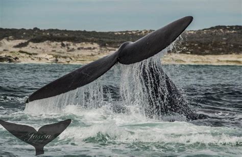 Whale watching excursion from Gansbaai