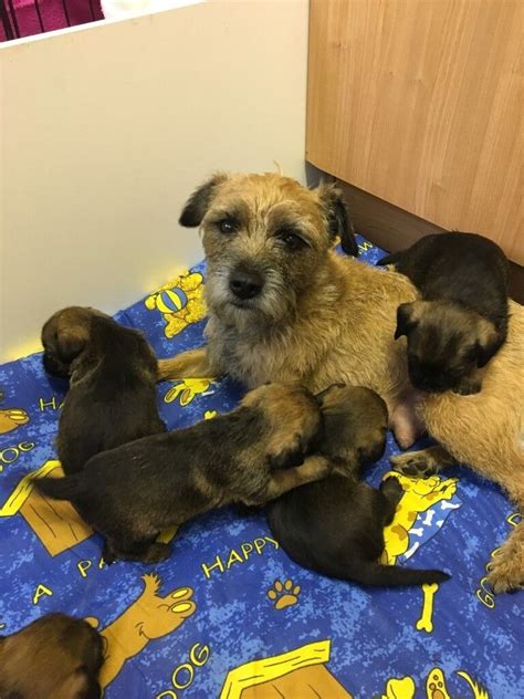 Border Terrier Puppies For Sale | in Wakefield, West Yorkshire | Gumtree