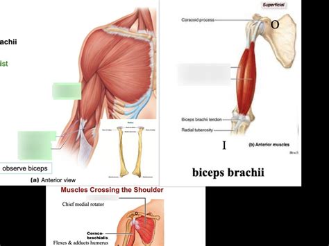 Muscle Of Elbow And Forearm Diagram Quizlet