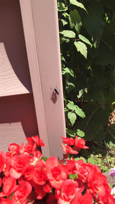 Nearctic Blue Mud Dauber Wasp From Rumsey Rd Toronto On Ca On July