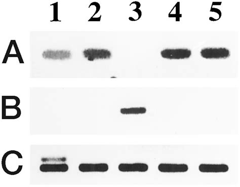 Human Mitochondrial Carbonic Anhydrase Vb Journal Of Biological Chemistry