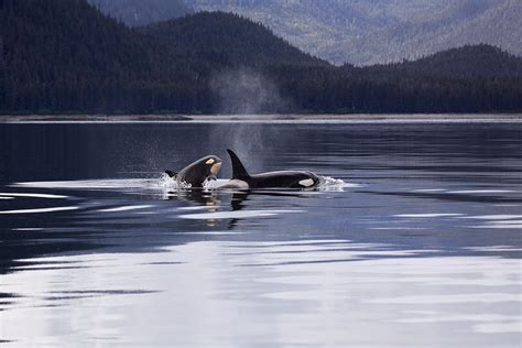 How A Generation Of Killer Whales Was Taken From Puget Sound Moldy Chum