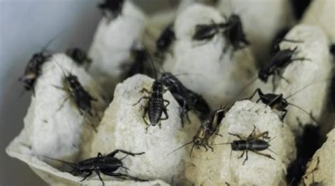rid  crickets  lewisville tips tricks