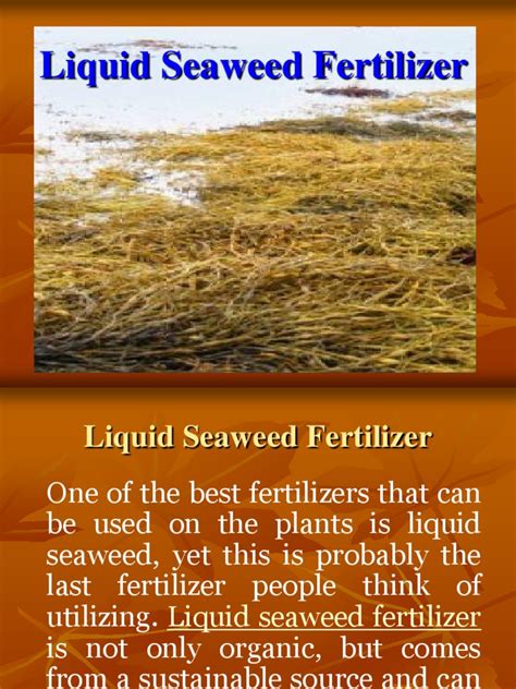 PDF Liquid Seaweed Fertilizer Ppt DOKUMEN TIPS