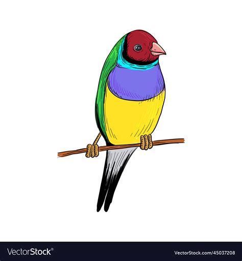 Drawing Bird Gouldian Finch Royalty Free Vector Image