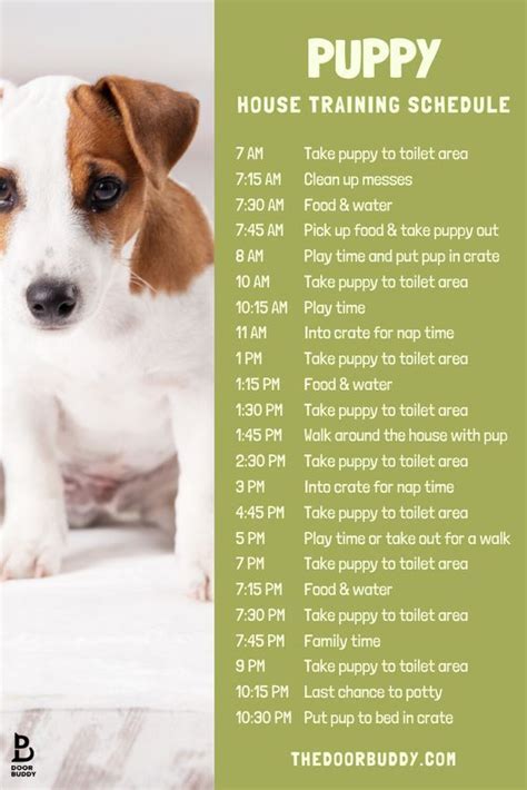 Puppy training tips – Artofit