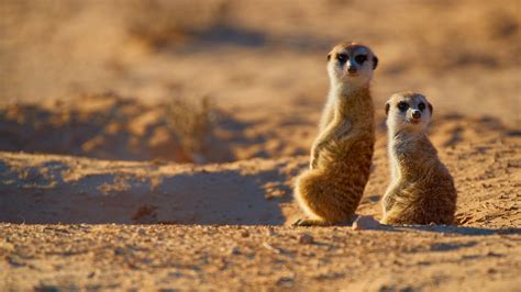 Two Meerkats Suricata Suricatta Watching Surroundings In Morning