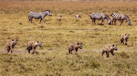 12 Great Facts About Tanzanias Ngorongoro Crater