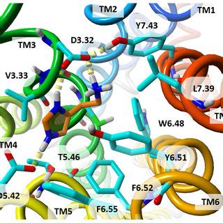 Histamine Molecule Docked To The Crystal Structure Of Hh R The