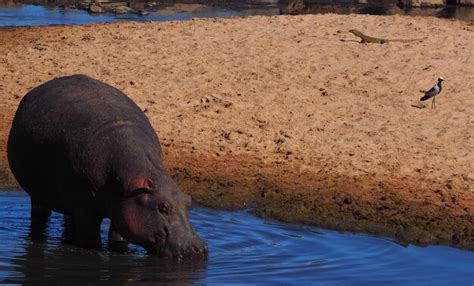 Premium Photo Hippopotamus Drinking Water From Lake