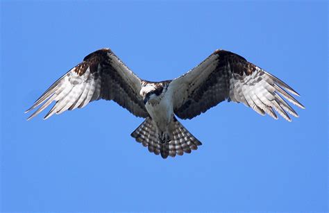 Birds Of Prey/Raptors - Nature & Wildlife Of Southern Ontario