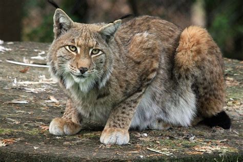 Domesticated Lynx