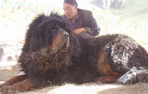 世界上體型最大的十種巨犬 每日頭條