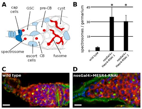 Cells Free Full Text Drosophila Mesr Gene Ensures Germline Stem