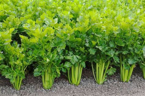 celery  cooling vegetable