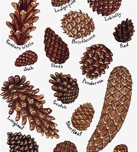 Pinecones Field Guide Art Print Guided Art Pine Cones Art Prints