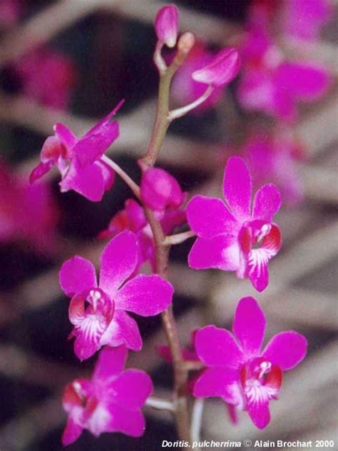 Phalaenopsis pulcherrima