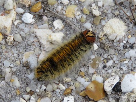 Beautiful Yellow Underwing Caterpillar and Grass Eggar Caterpillar
