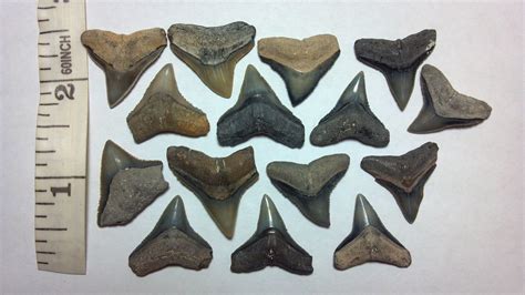 fossil bull shark  dusky teeth  venice florida jeff schultz